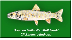 Bull Trout Identification