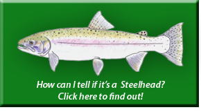 Steelhead Identification