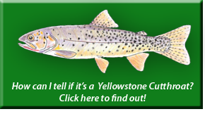 Yellowstone Cutthroat Identification