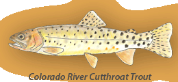 Colorado River Cutthroat