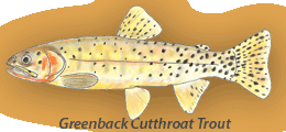 Greenback Cutthroat Trout