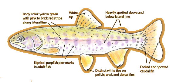 Great Basin Redband Trout