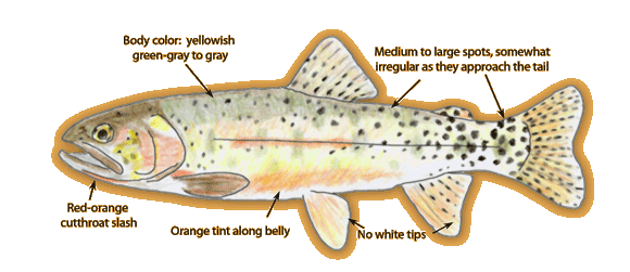 Rio Grande Cutthroat Trout