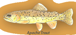 Apache trout