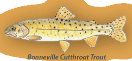 Bonneville Cutthroat Trout