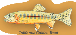 California Golden Trout